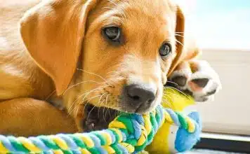 Les meilleurs jouets pour votre chien