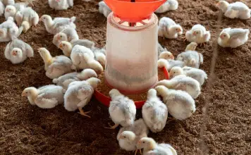 Pourquoi privilegier le bien-etre animal dans l’elevage des volailles ?