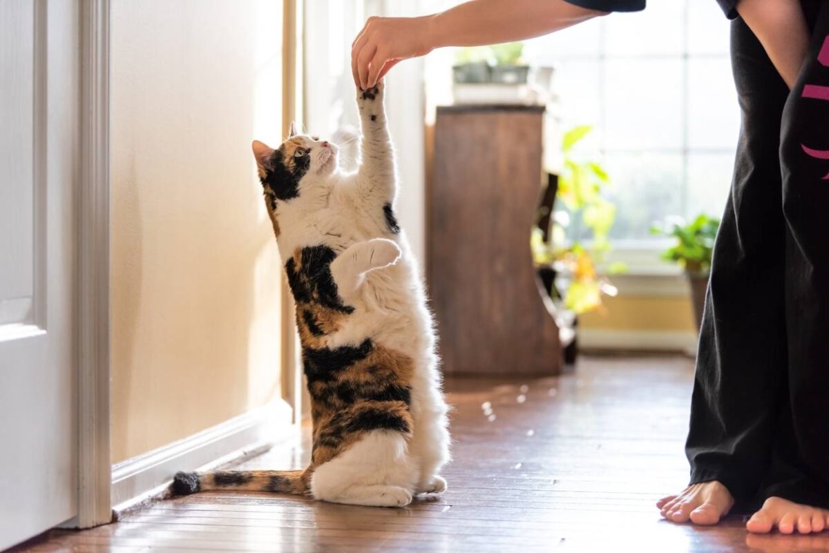 éducation féline chat