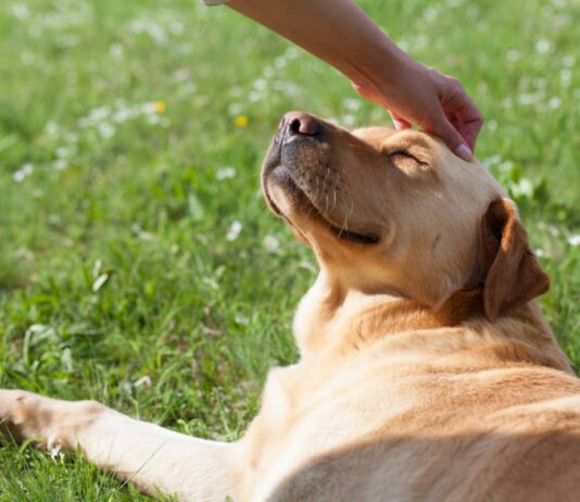 Comment bien gérer la gestation d’une chienne jusqu’à la mise bas ?