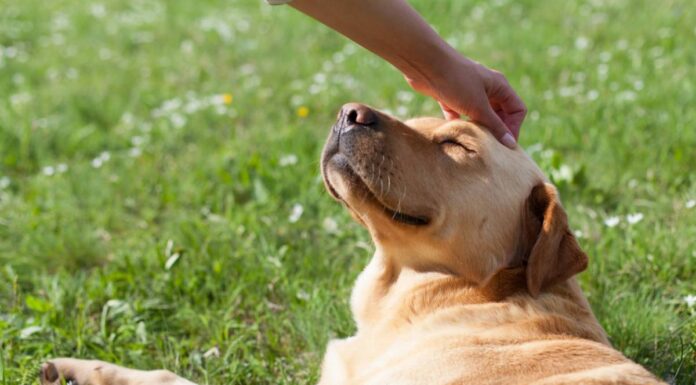 Comment bien gérer la gestation d’une chienne jusqu’à la mise bas ?