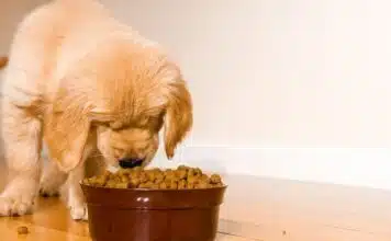 3 raisons pour acheter les croquettes vétérinaire Proplan 3 raisons pour acheter les croquettes vétérinaire Proplan