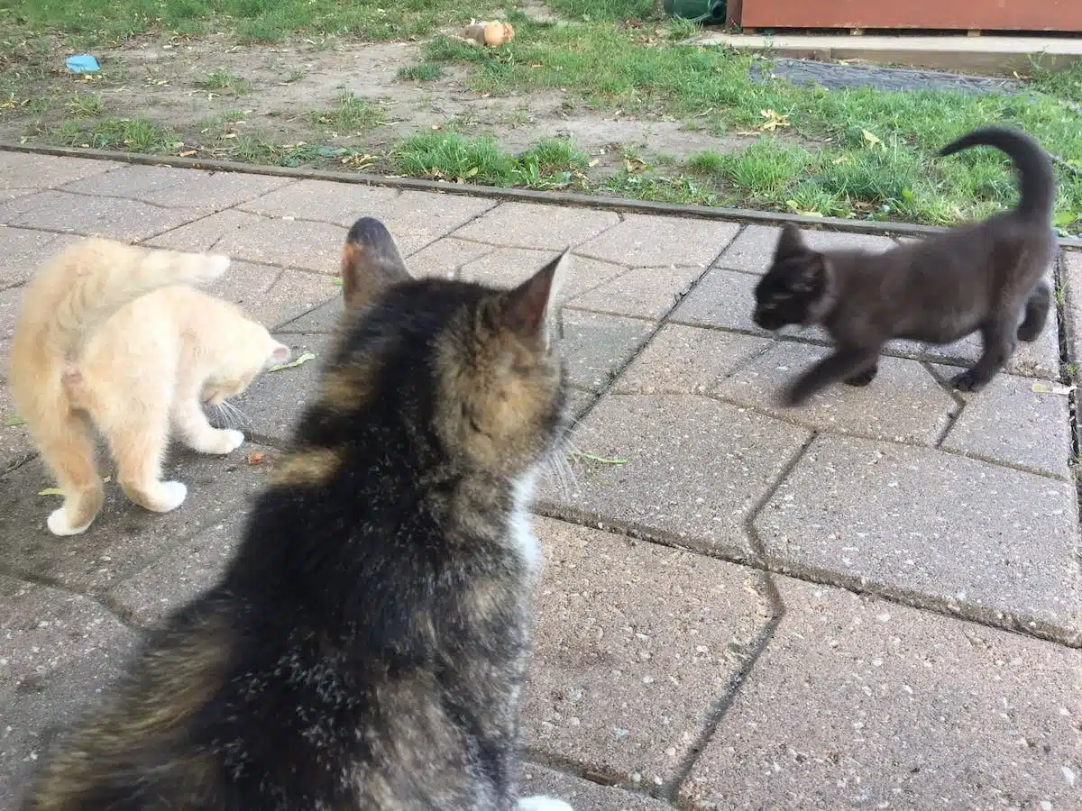 famille chats