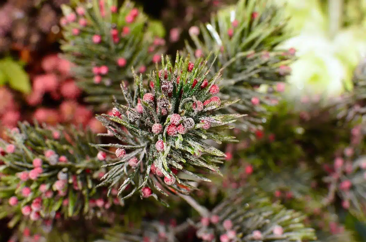 plantes toxiques