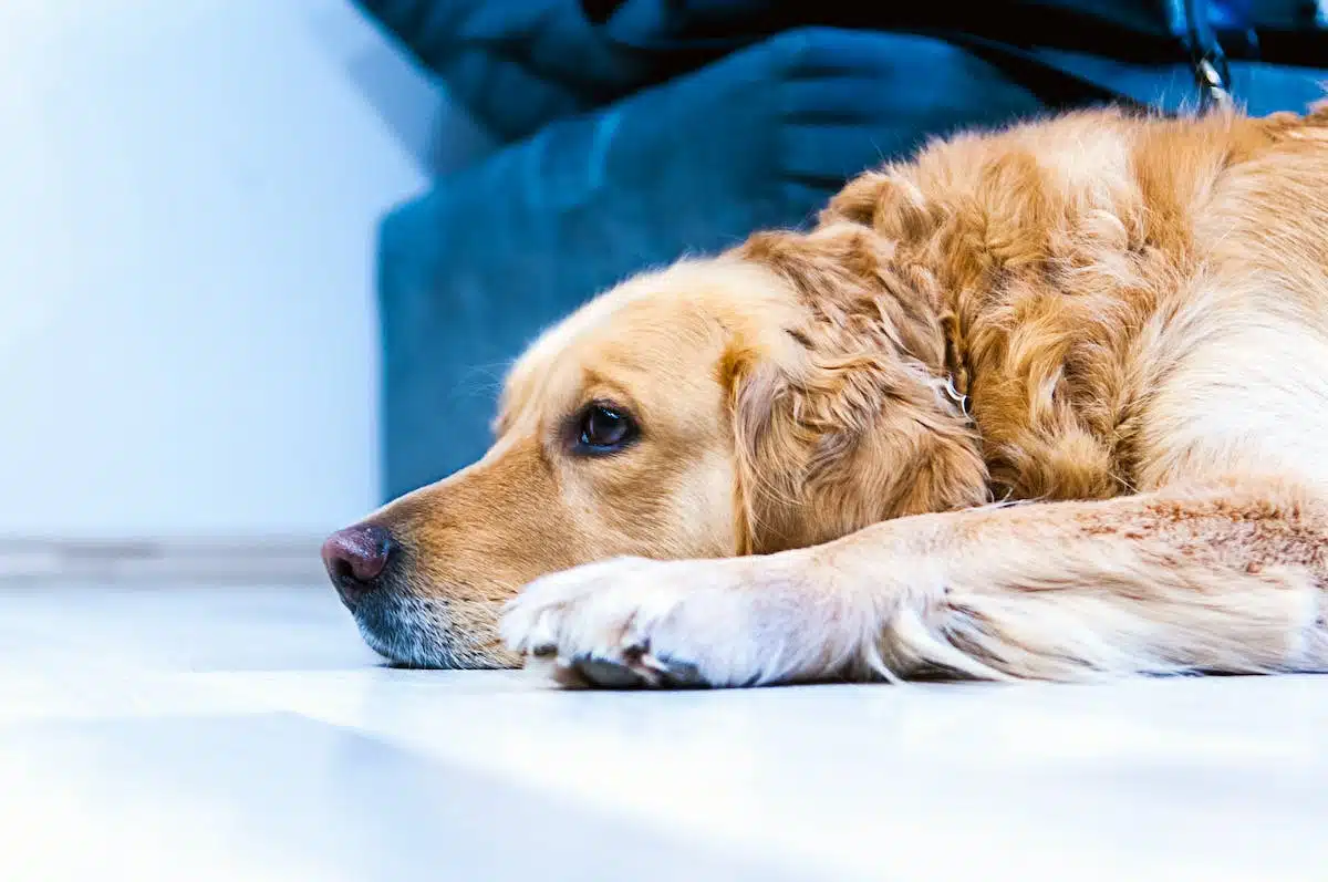 chien douleur