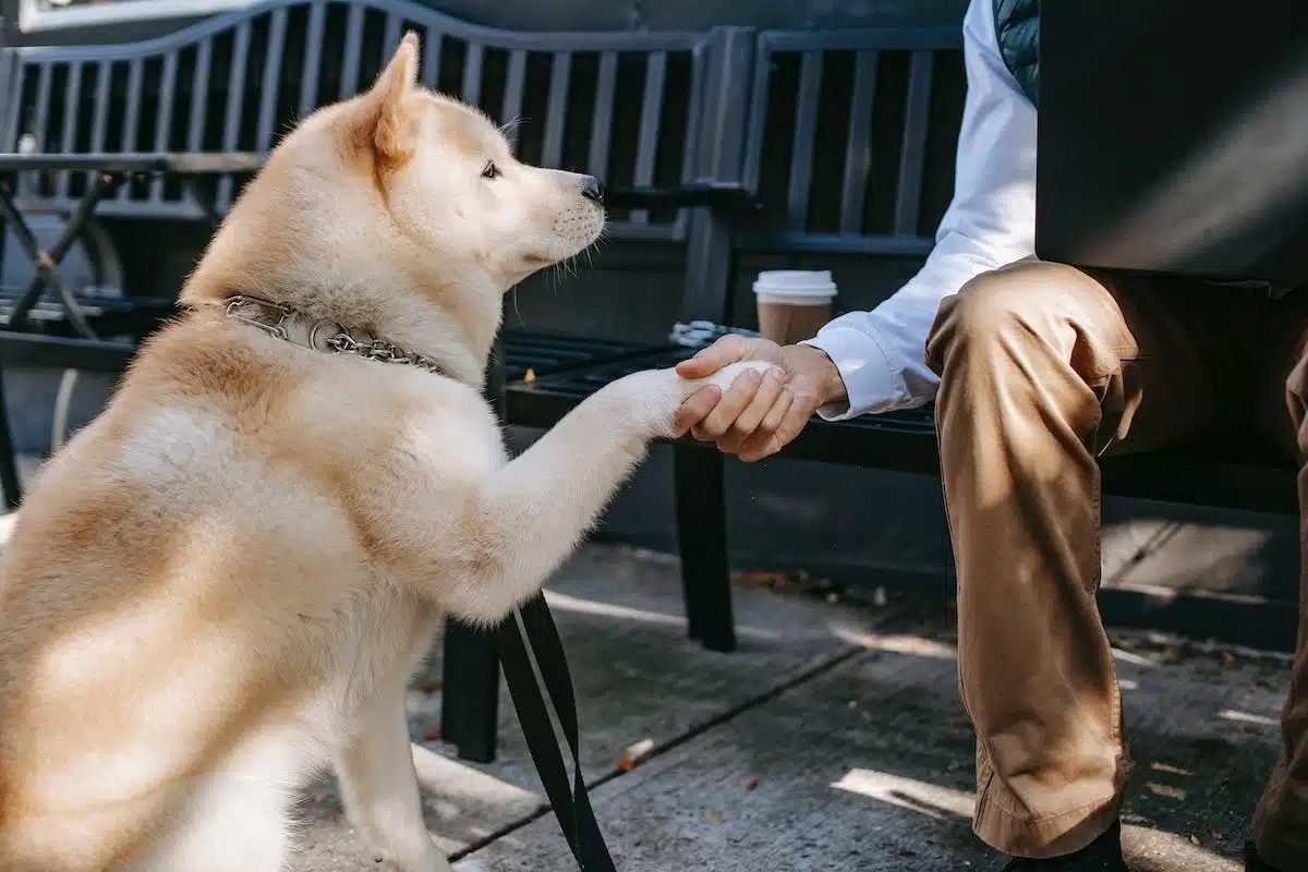 chien assistance