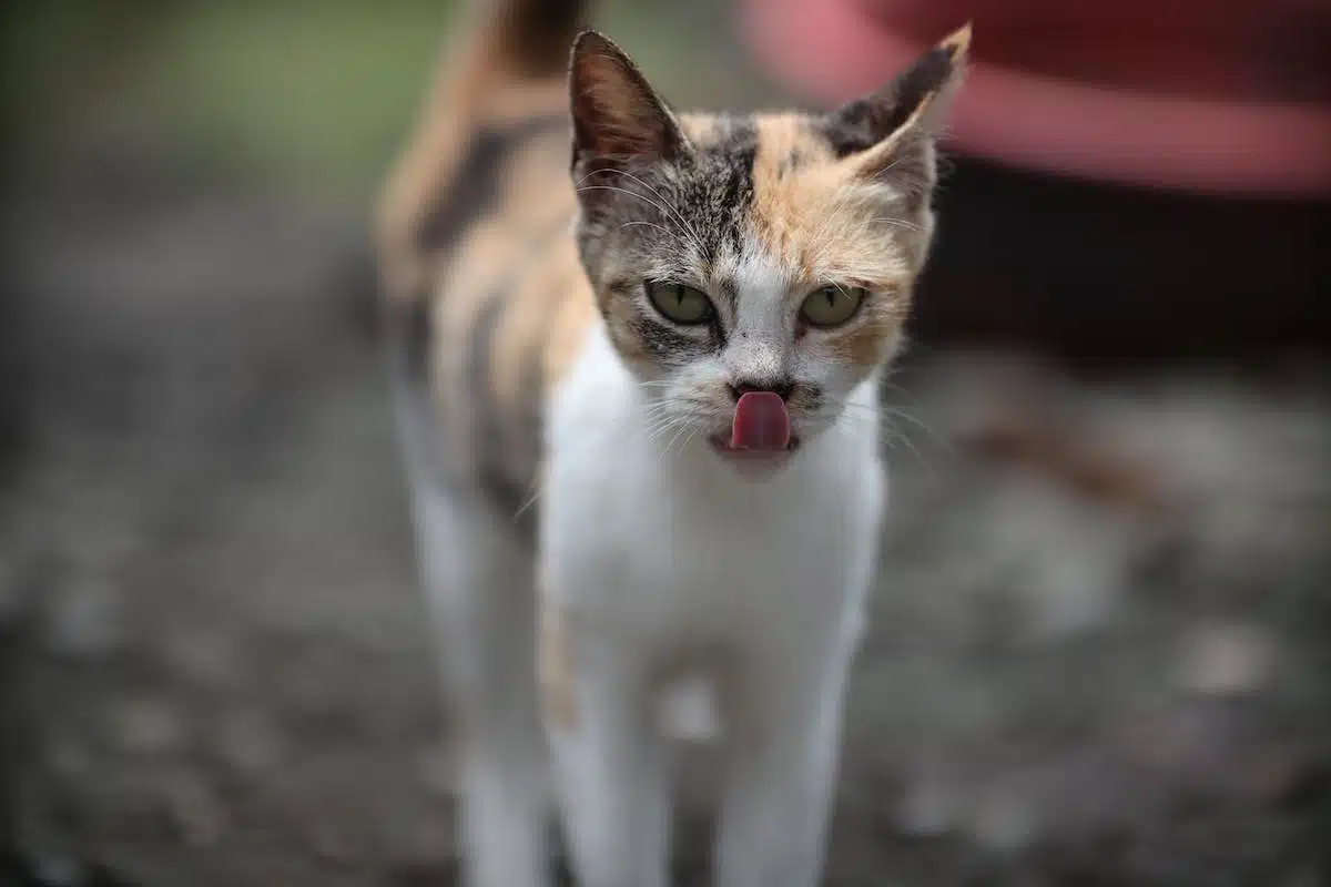 chat  chaleur