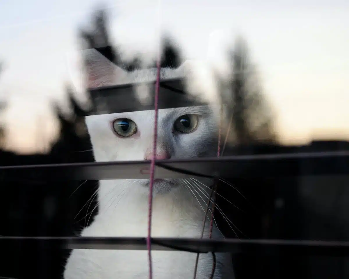 chat  sécurité