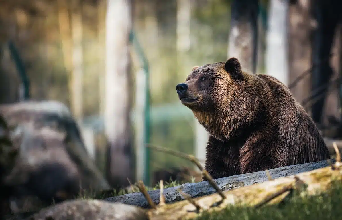 faune sauvage