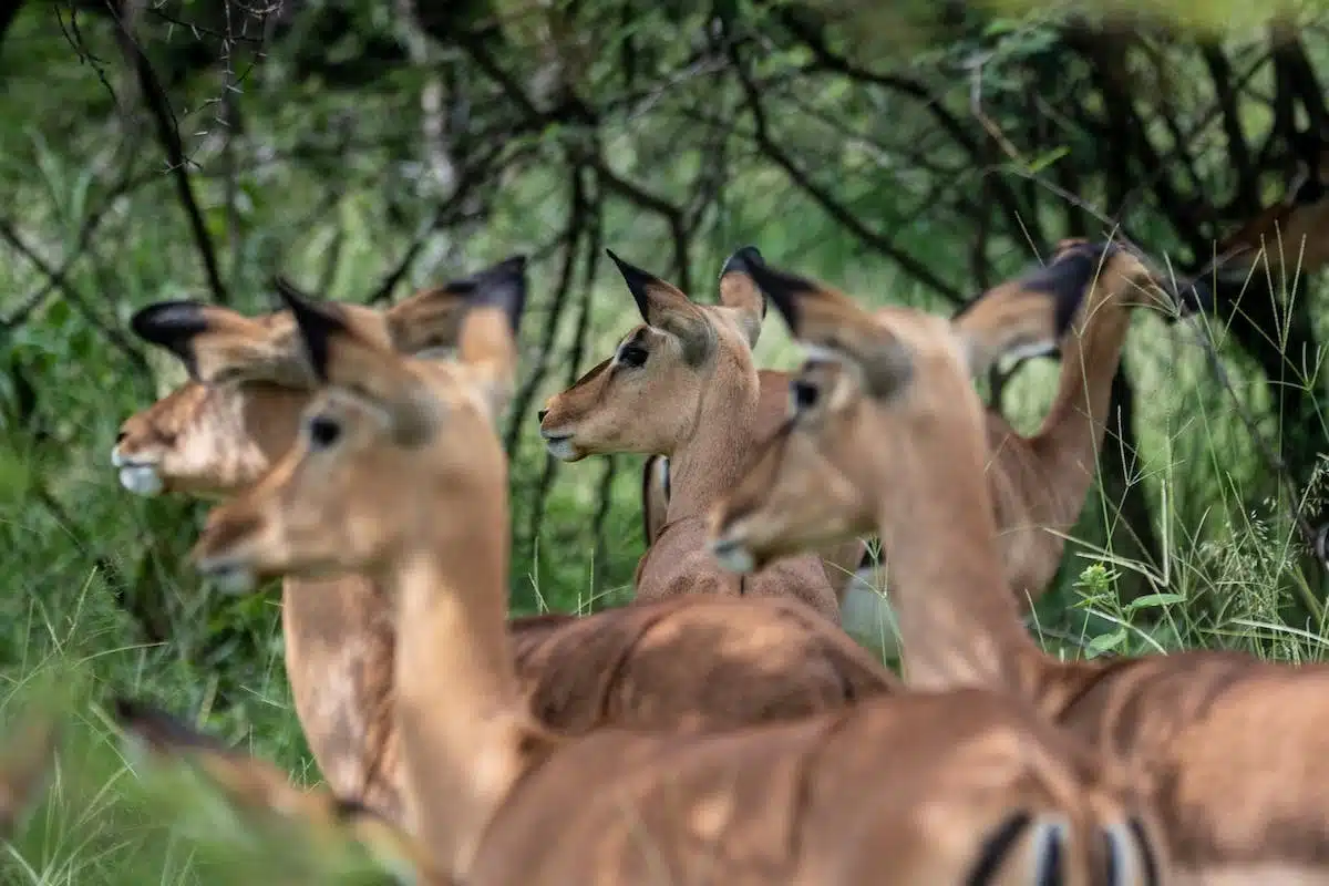 animaux  surpopulation