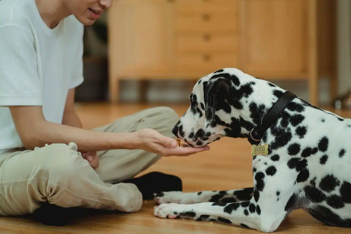 animaux thérapie