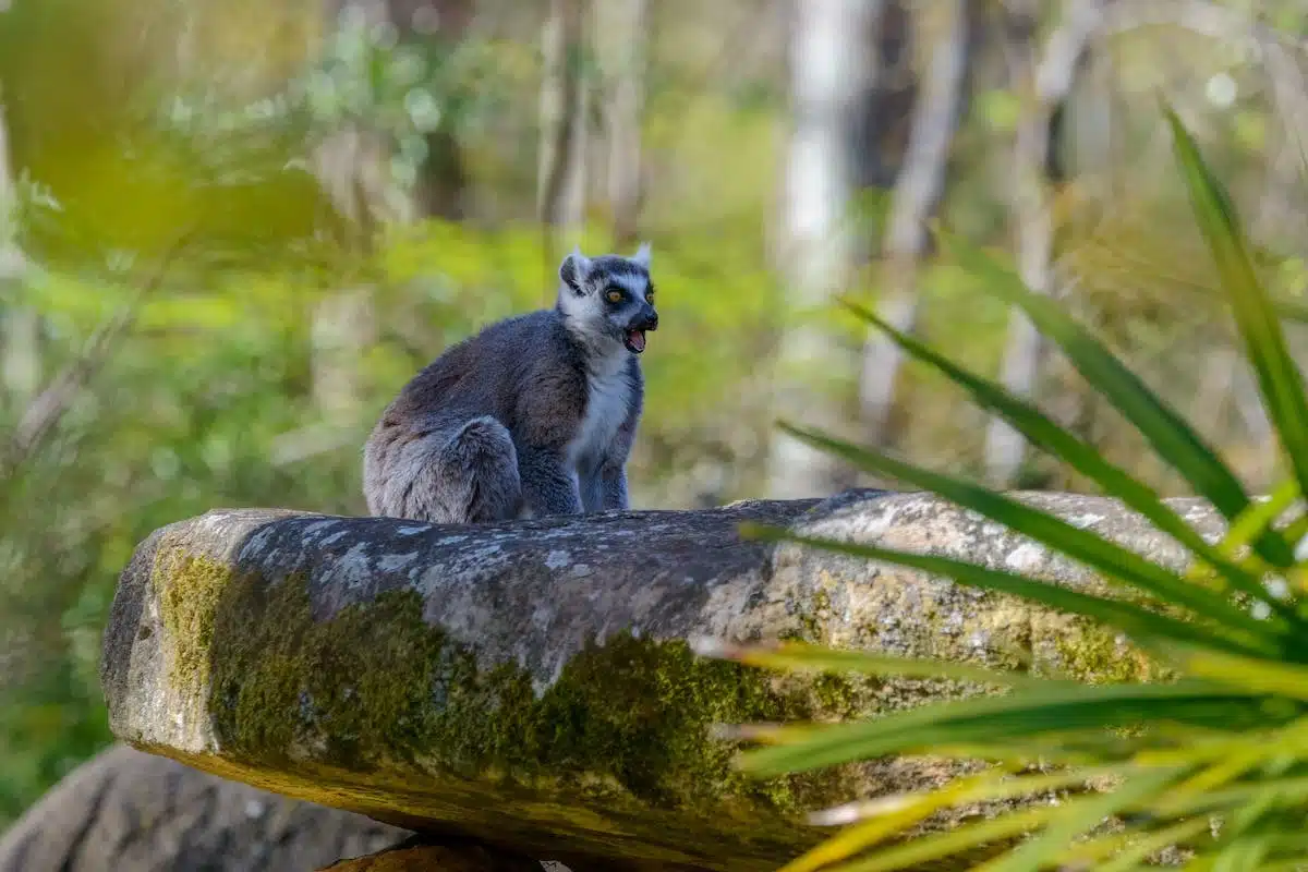 animaux  surprenants