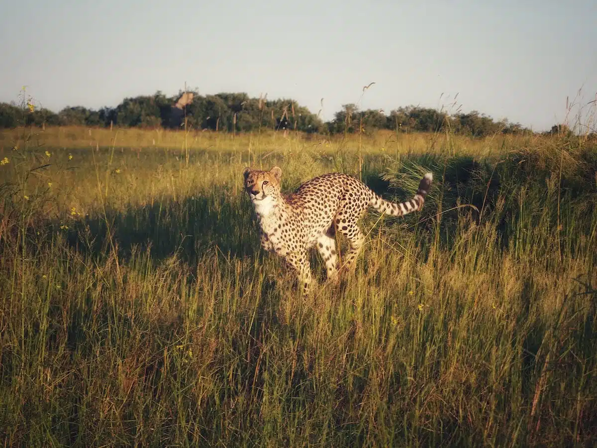 cheetah running