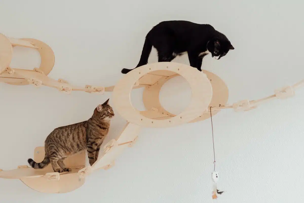 chat  jouets