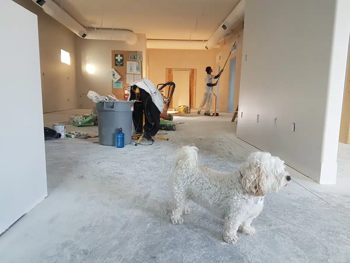chien  recyclage