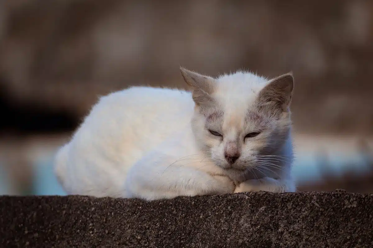 chat intérieur