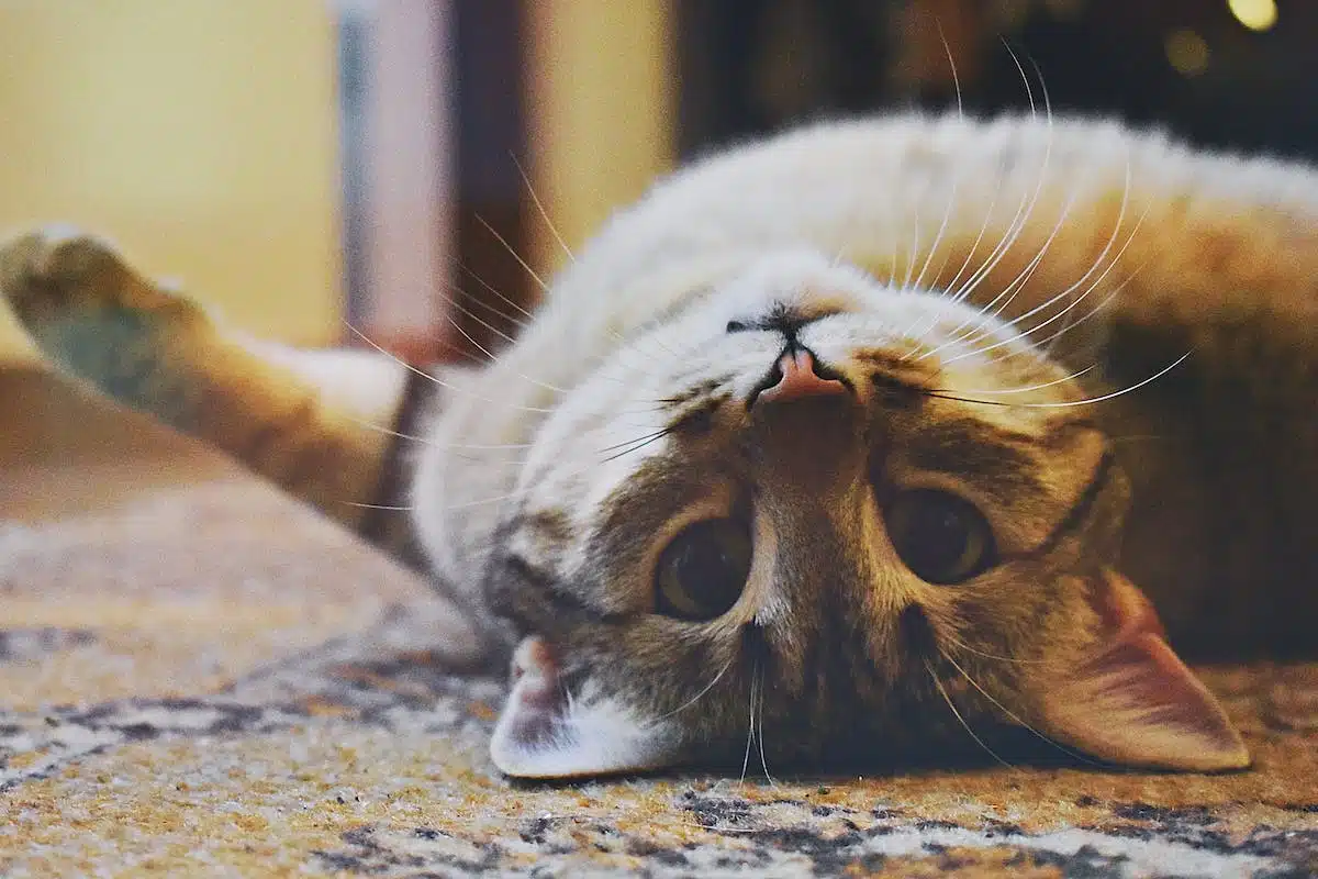animaux stressés
