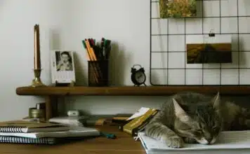 Découvrez les races de chats idéales pour la vie en appartement