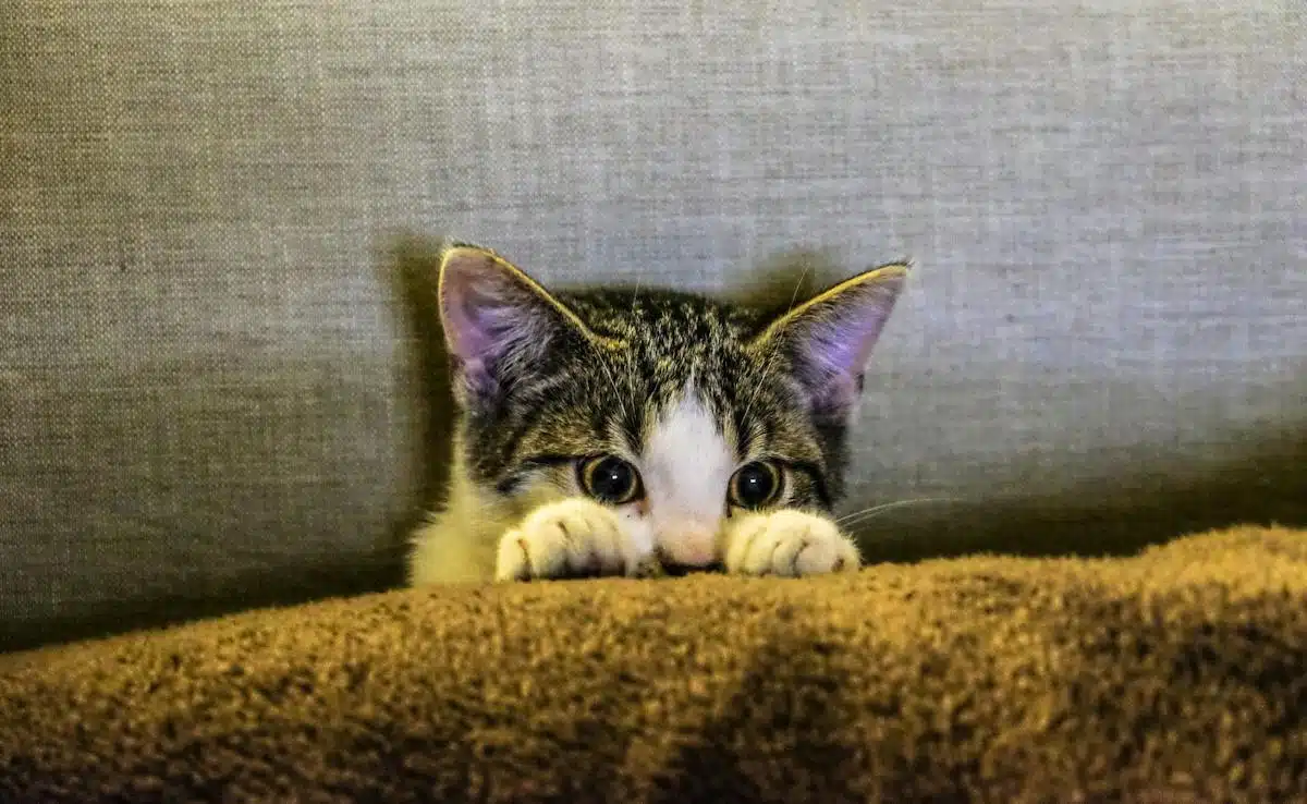 chat stressé