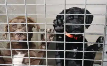 Est-ce que la SPA peut refuser une adoption ?