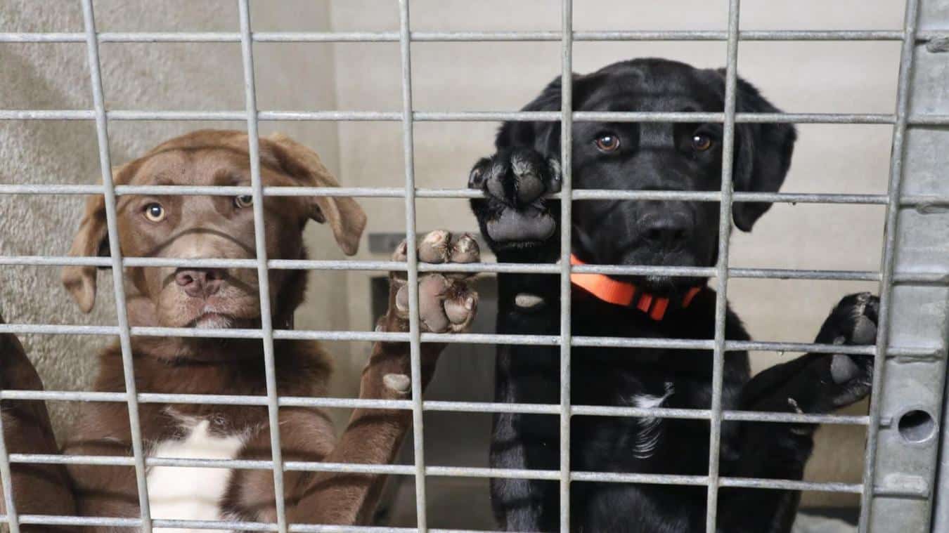 Estce que la SPA peut refuser une adoption ? Planète Animaux