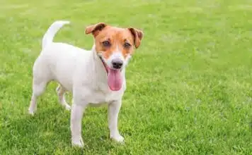 Les principales causes de décès chez les Jack Russel Terrier : comprendre les risques et les préventions Les principales causes de décès chez les Jack Russel Terrier : comprendre les risques et les préventions