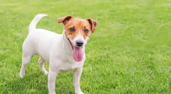 Les principales causes de décès chez les Jack Russel Terrier : comprendre les risques et les préventions