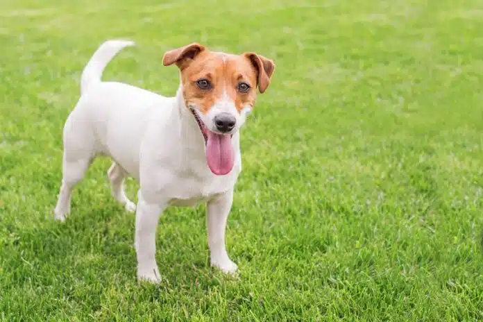 Les principales causes de décès chez les Jack Russel Terrier : comprendre les risques et les préventions
