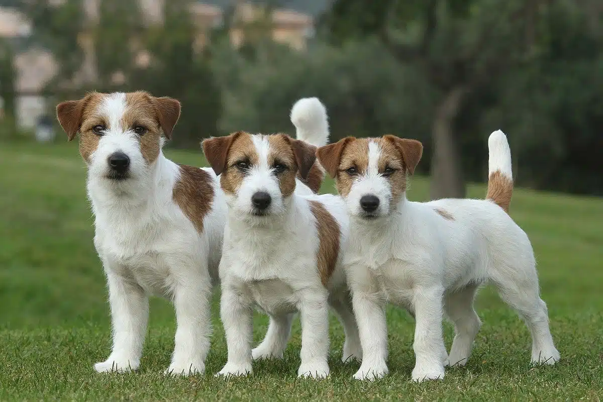 Les principales causes de décès chez les Jack Russel Terrier : comprendre les risques et les préventions