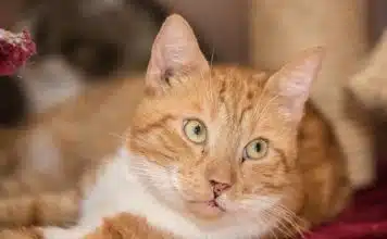 Comment prendre soin de son chat en été