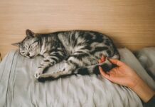 accueillir un chat à la maison 1