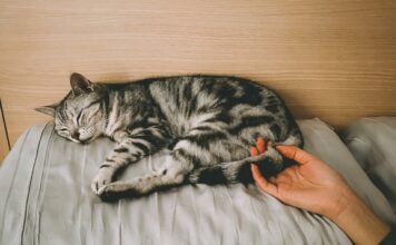 Checklist pour bien accueillir un chat à la maison accueillir un chat à la maison 1