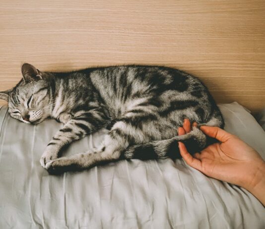 accueillir un chat à la maison 1