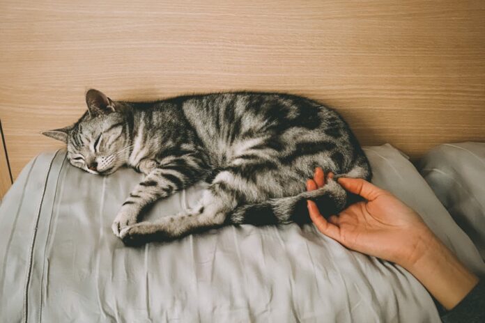 accueillir un chat à la maison 1