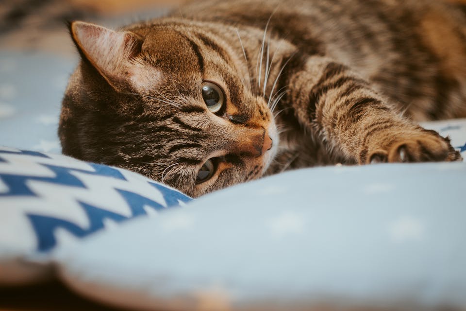 accueillir un chat à la maison 2