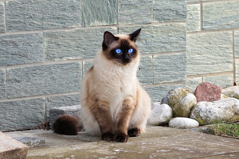 accueillir un chat à la maison 3