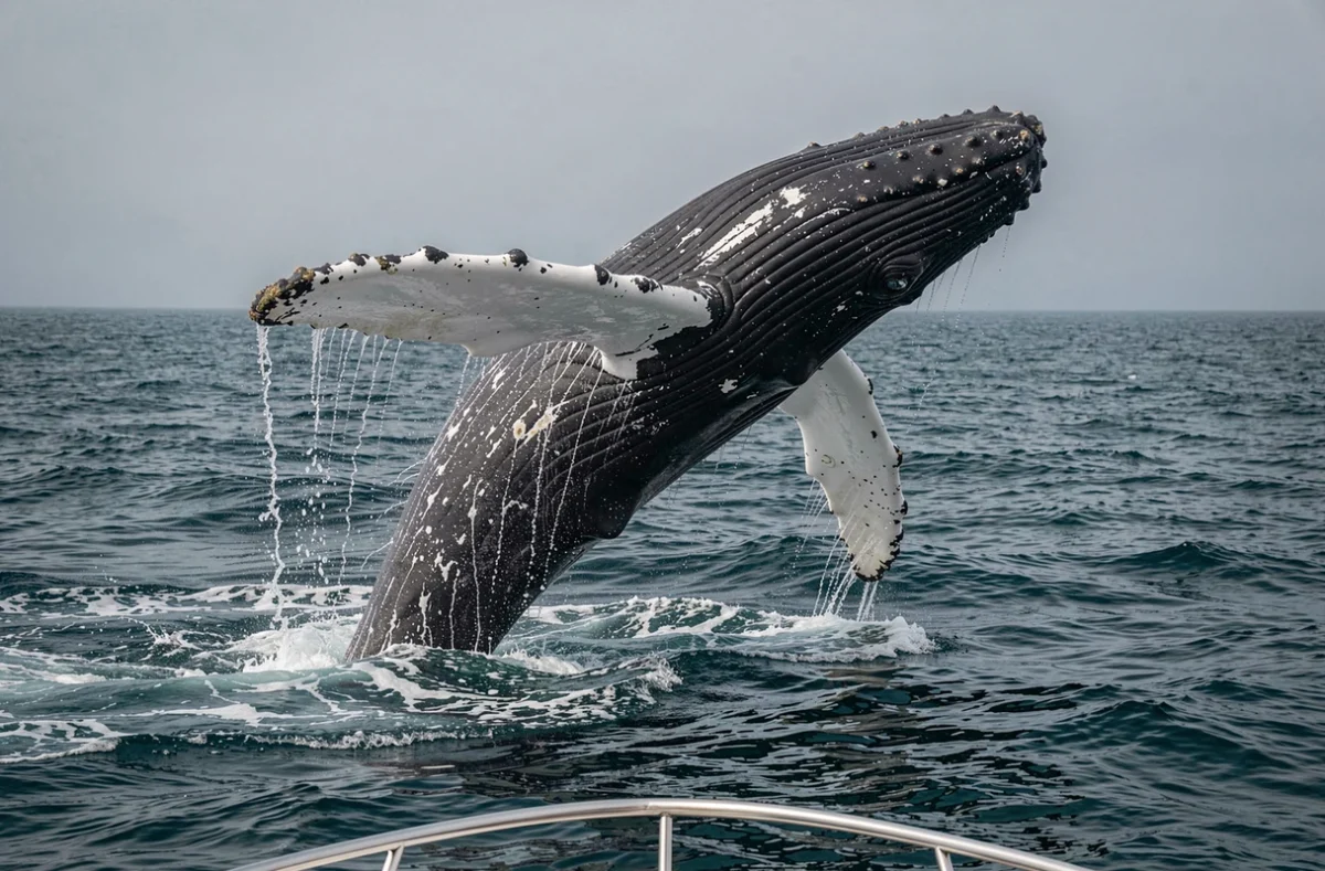 Baleine à bosse en train de sauter hors de l'eau dans l'océan profond