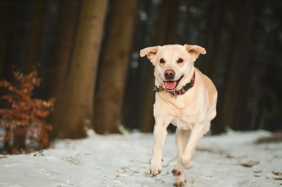 éducation canine