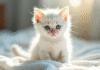 Chaton blanc aux yeux bleus sur une couverture claire