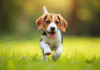 Chiot beagle courant dans un parc ensoleille