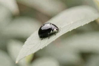 Coccinelle noire posée sur une feuille verte en gros plan, symbolisant l'énergie et la signification spirituelle