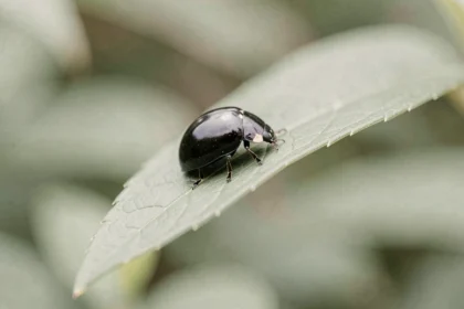 Coccinelle noire posée sur une feuille verte en gros plan, symbolisant l'énergie et la signification spirituelle