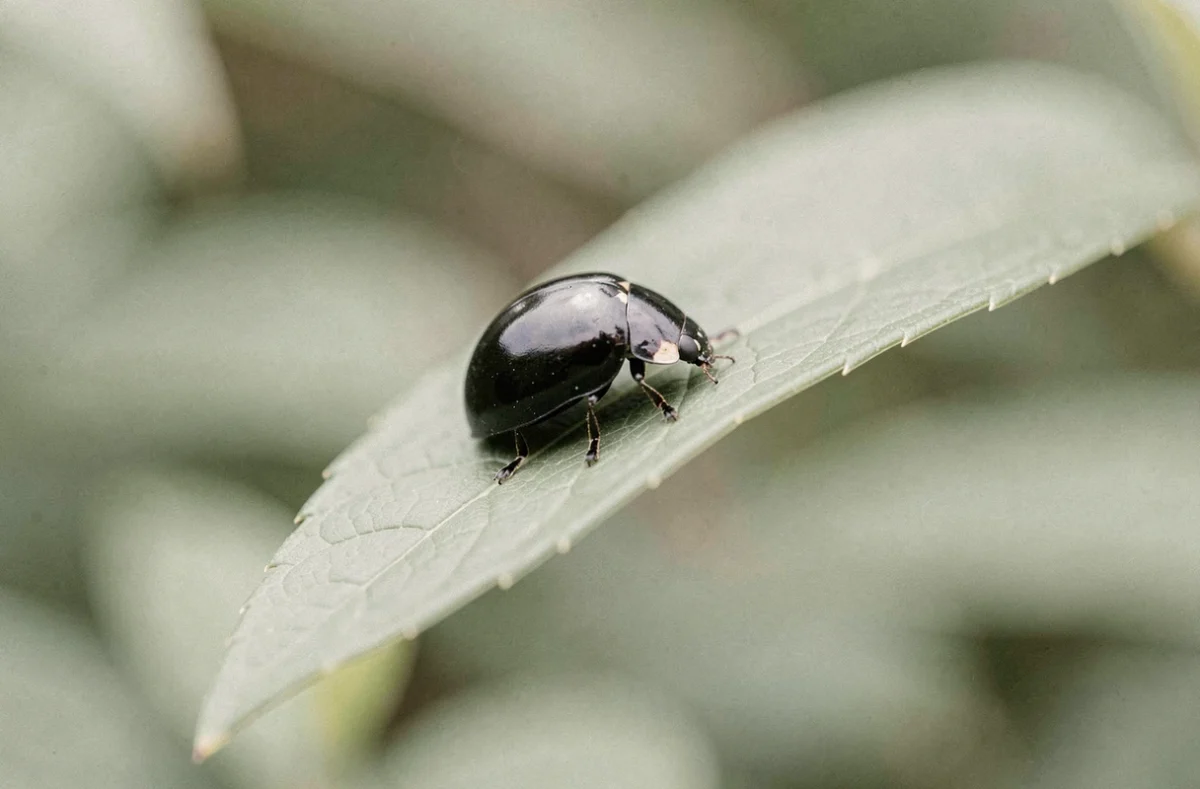 Coccinelle noire posée sur une feuille verte en gros plan, symbolisant l'énergie et la signification spirituelle