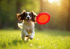 Cocker spaniel attrapant un frisbee rouge en plein air