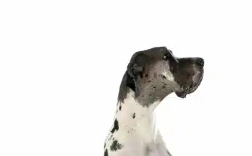 Dogue allemand : origine, environnement et soin