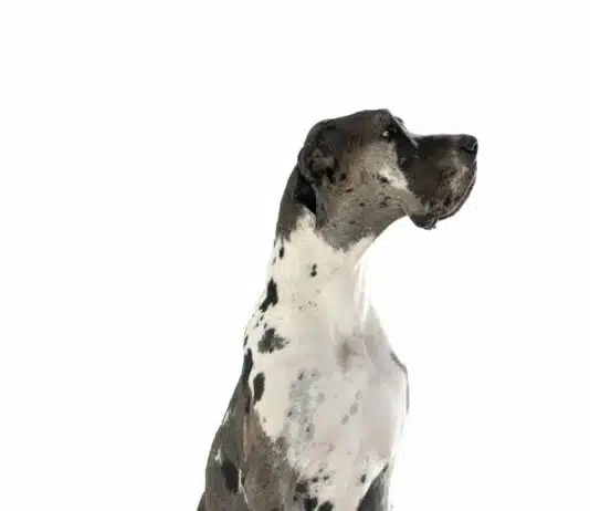 Dogue allemand : origine, environnement et soin