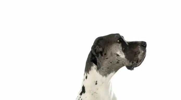 Dogue allemand : origine, environnement et soin