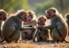 Groupe de babouins en plein jour avec interaction sociale