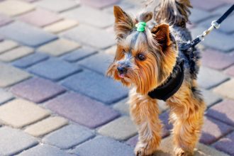 Harnais pour petit chien : comment bien choisir pour protéger sa santé ?