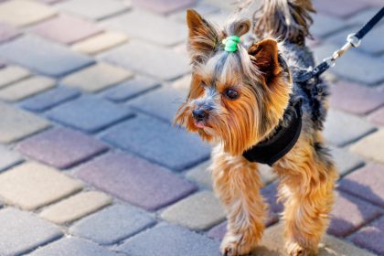 Harnais pour petit chien : comment bien choisir pour protéger sa santé ?